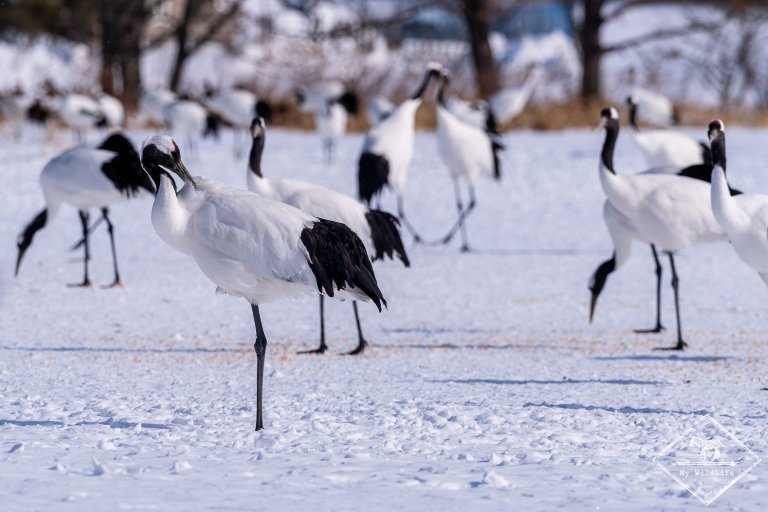 tsuruimidaiplain-gregoryrohart--1536x1024